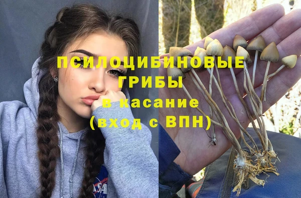 стаф Козловка